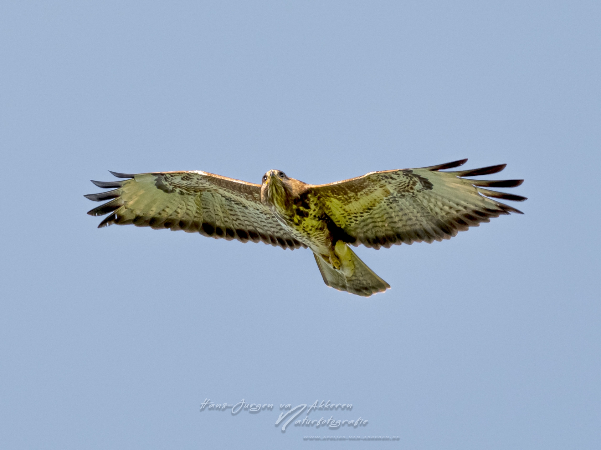 _DM45197 Mäusebussard Buteo buteo